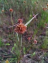 Macro fotography of grass flower in borneo city Royalty Free Stock Photo