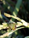 Macro Fotography shieldbug in the rice Royalty Free Stock Photo