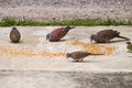 Macro of four asian Grey pigeons ,dove and little bird eating food bird