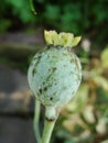 The harvest of poppy seeds is an old dry box of a poppy flower on the stem. on a non-harsh background Royalty Free Stock Photo