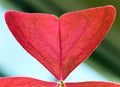 Macro - fragment of red window plant leaf