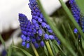 Macro fresh deep blue spring wild flowers