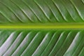 Macro of fresh green leaf nature background, copy space, pattern, wallpaper Royalty Free Stock Photo