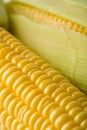 Macro of fresh maize corns Royalty Free Stock Photo