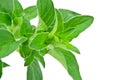 Macro of Fresh Oregano Leaves Isolated