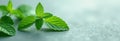 Macro peppermint leaves on blurred mint background flat lay. Spearmint, herbal tea, herbal medicine, relaxing concept Royalty Free Stock Photo
