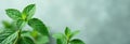 Macro peppermint leaves on blurred mint background flat lay. Spearmint, herbal tea, herbal medicine, relaxing concept Royalty Free Stock Photo
