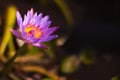 macro of fresh purple lotus Royalty Free Stock Photo