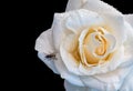 Fresh yellow white rose, a fly, rain drops on black background Royalty Free Stock Photo