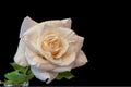 Macro of a fresh yellow white rose in a vase with rain drops Royalty Free Stock Photo