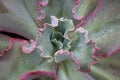 Macro of a frilled echeveria succulent center Royalty Free Stock Photo