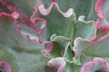 Macro of a frilled echeveria succulent center Royalty Free Stock Photo