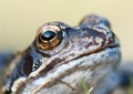 Macro frog animal eye Royalty Free Stock Photo
