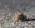 Macro Frog Camouflage on Asphalt Road