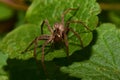 Macro front view brown caucasian Solpuga spider lurking on the g Royalty Free Stock Photo