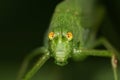 Macro front view of Caucasian green grasshopper with long mustache and large eyes