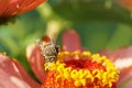 Macro front view of Caucasian striped gray bee Amegilla albigena on orange-pink flower Zinnia in summer Royalty Free Stock Photo