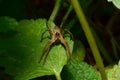 Macro front view caucasian Solpuga spider sitting on a nettle le Royalty Free Stock Photo