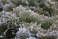 Macro of frosted green leaves