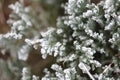 Macro of frosted green leaves