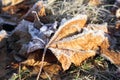 Macro of Frosted Leaves in Winter Royalty Free Stock Photo