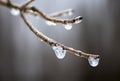 Macro Frozen Droplets on Delicate Twig Royalty Free Stock Photo