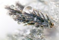 Macro Frozen Droplets on Pine Needles Royalty Free Stock Photo