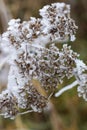 Macro frozen flower