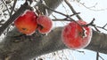 Frozen apple covered with snow on a branch in the winter garden. Macro of frozen wild apples covered with hoarfrost. Royalty Free Stock Photo