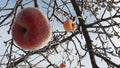 Frozen apple covered with snow on a branch in the winter garden. Macro of frozen wild apples covered with hoarfrost. Royalty Free Stock Photo