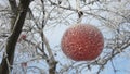 Frozen apple covered with snow on a branch in the winter garden. Macro of frozen wild apples covered with hoarfrost. Royalty Free Stock Photo