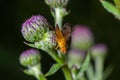 Macro of a fruit fly Xyphosia miliaria of the Tephritidae family on a budrock flower Royalty Free Stock Photo