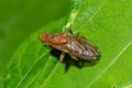 Macro of a fruit fly Xyphosia miliaria of the Tephritidae family on a budrock flower Royalty Free Stock Photo