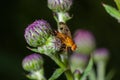 Macro of a fruit fly Xyphosia miliaria of the Tephritidae family on a budrock flower Royalty Free Stock Photo