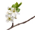 Macro of fruit-tree blossom isolated on white