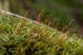 Macro of funaria sporophyte with brown stem, Royalty Free Stock Photo