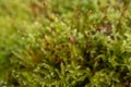 Macro of funaria sporophyte with brown stem Royalty Free Stock Photo