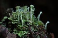 Macro fungus