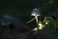 Macro fungus mushroom