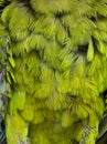 Macro on a furious Great green macaw green feathers, Ara ambiguus, Isolated on white Royalty Free Stock Photo