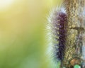 Macro furry caterpillar on tree and green blur background Royalty Free Stock Photo