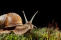 Macro of garden snail in moss Royalty Free Stock Photo