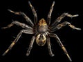 Macro of a Garden Spider