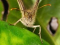 Macro of Gatekeeper Butterfly - Pyronia tithonus on a leaf