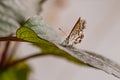 Macro of a geranium bronze butterfly cacyreus marshalli on a dahlia leaf