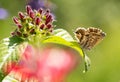 Macro of a geranium bronze butterfly cacyreus marshalli on egyptian starcluster pentas