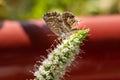 Macro of a geranium bronze butterfly cacyreus marshalli on a mint blossom