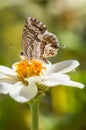 Macro of a geranium bronze butterfly cacyreus marshalli on a zinnia blossom