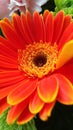 Macro Gerber Daisy Royalty Free Stock Photo