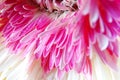 Macro Gerbera Capitulum, Water Droplets